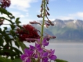 3962796489_63dcd2619b[1] - Copy