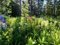 Alberta Wild Flowers