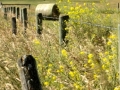Harvest time