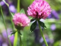 flower2