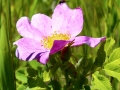 Alberta Wild Rose