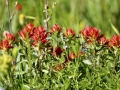 Alberta Wild Flowers