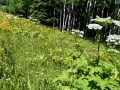 Alberta Wild Flowers