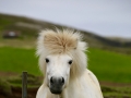 Icelandic horse