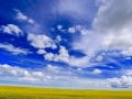 Canola Fields